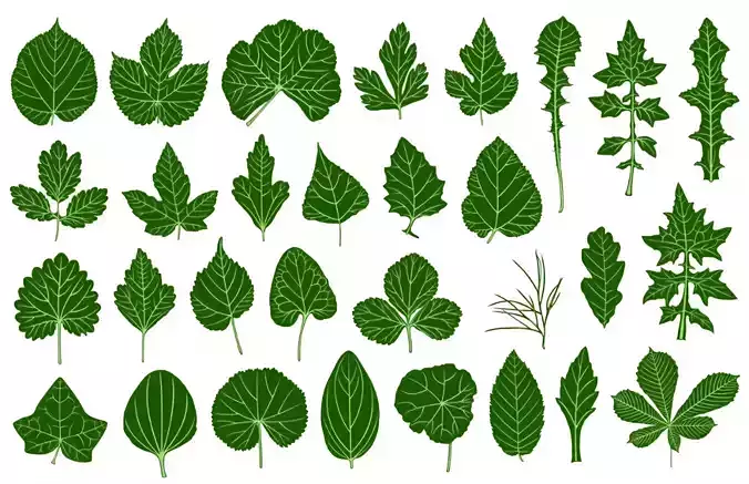 25 Realistic 3D Leaves 