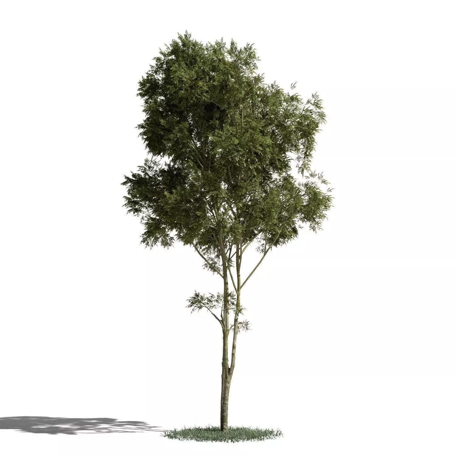 Tree 01 amb1 3D model_0