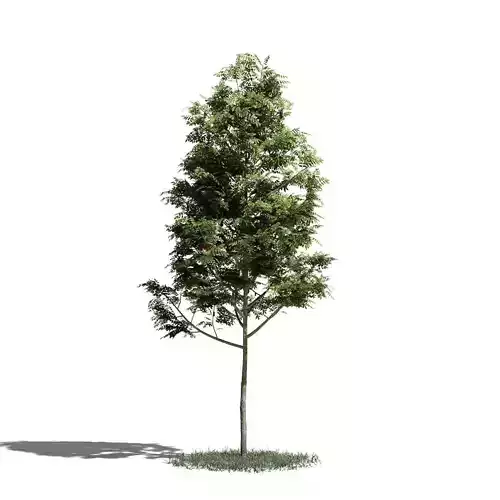 Tree 02 amb1