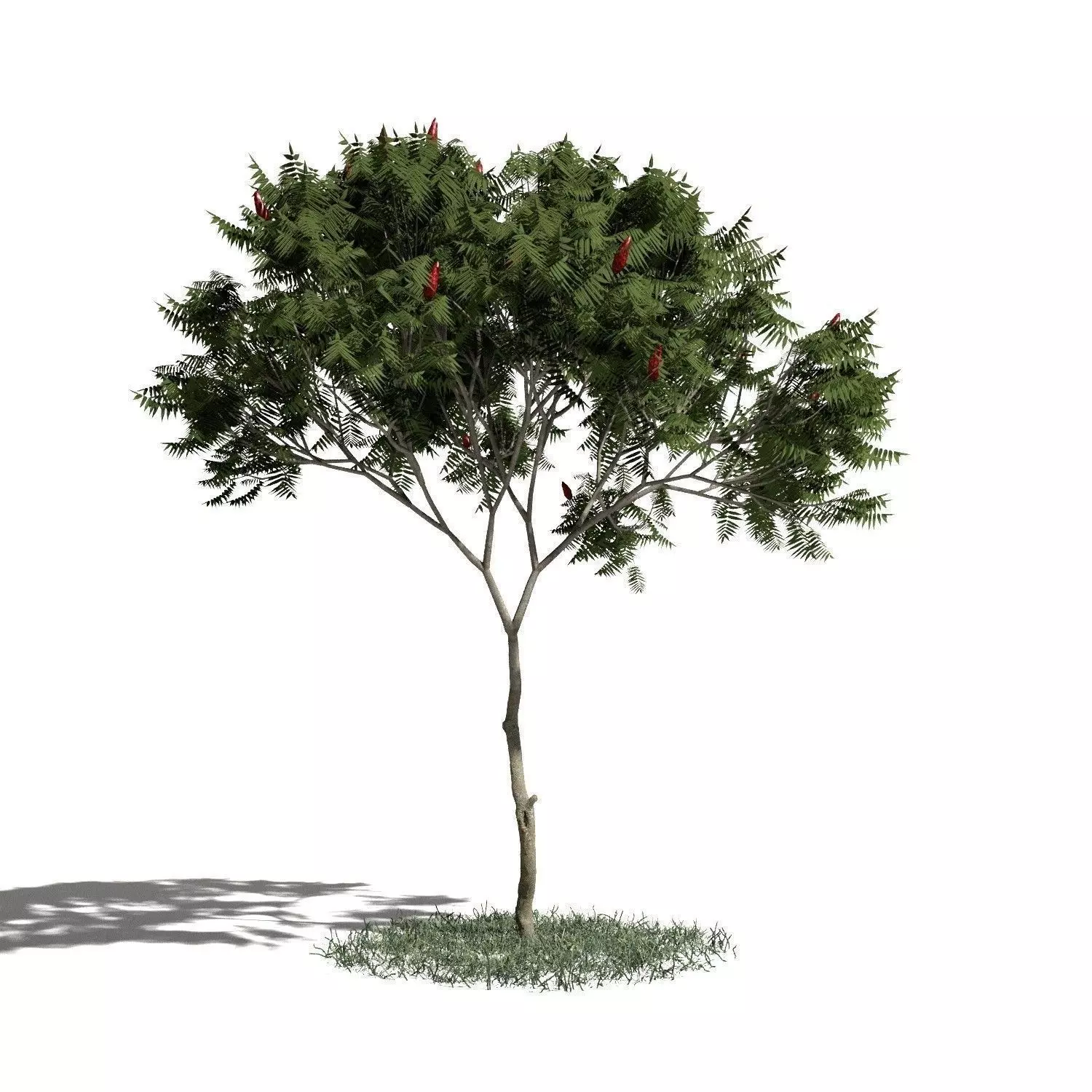 Tree 04 amb1 3D model_0