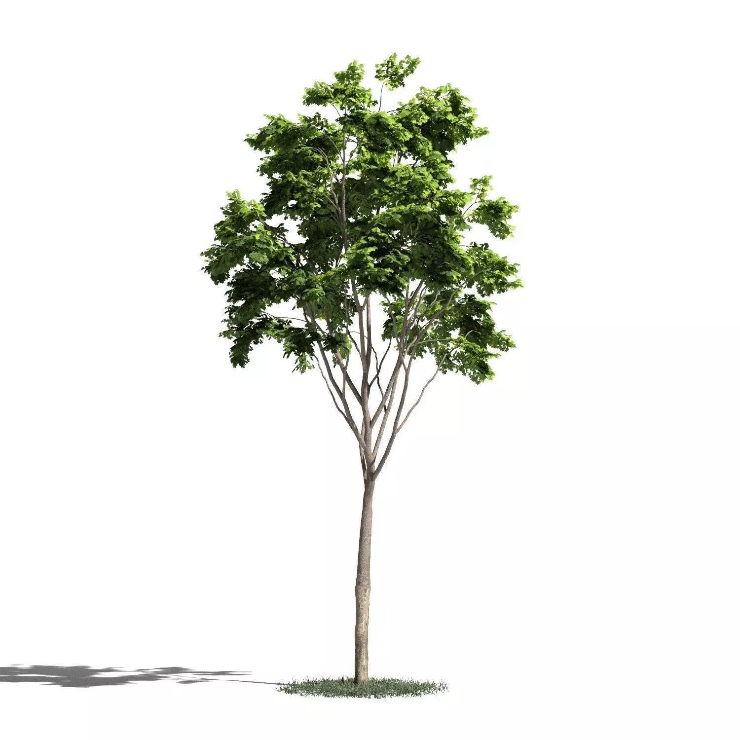 Tree 21 amb1 3D model_0