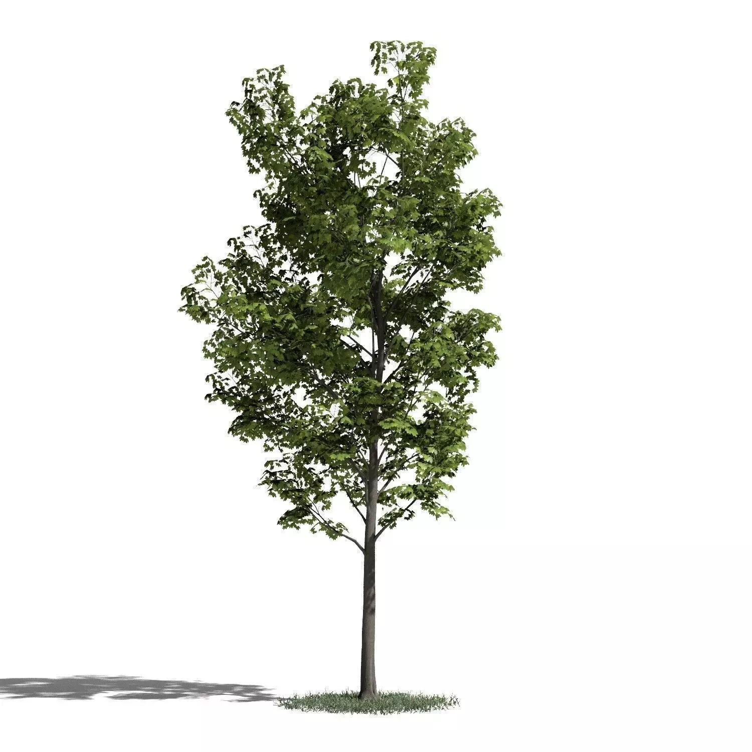 Tree 29 amb1 3D model_0