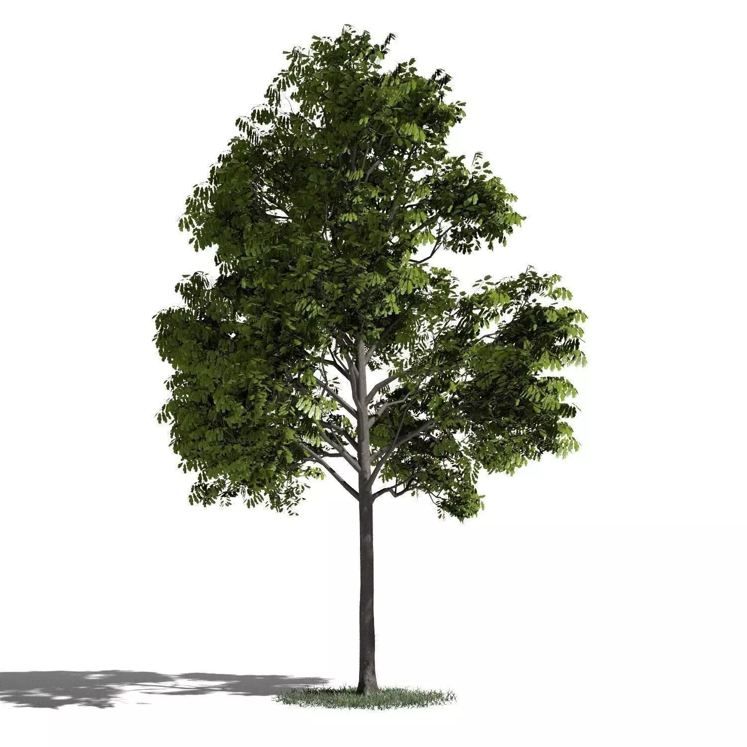 Tree 31 amb1 3D model_0