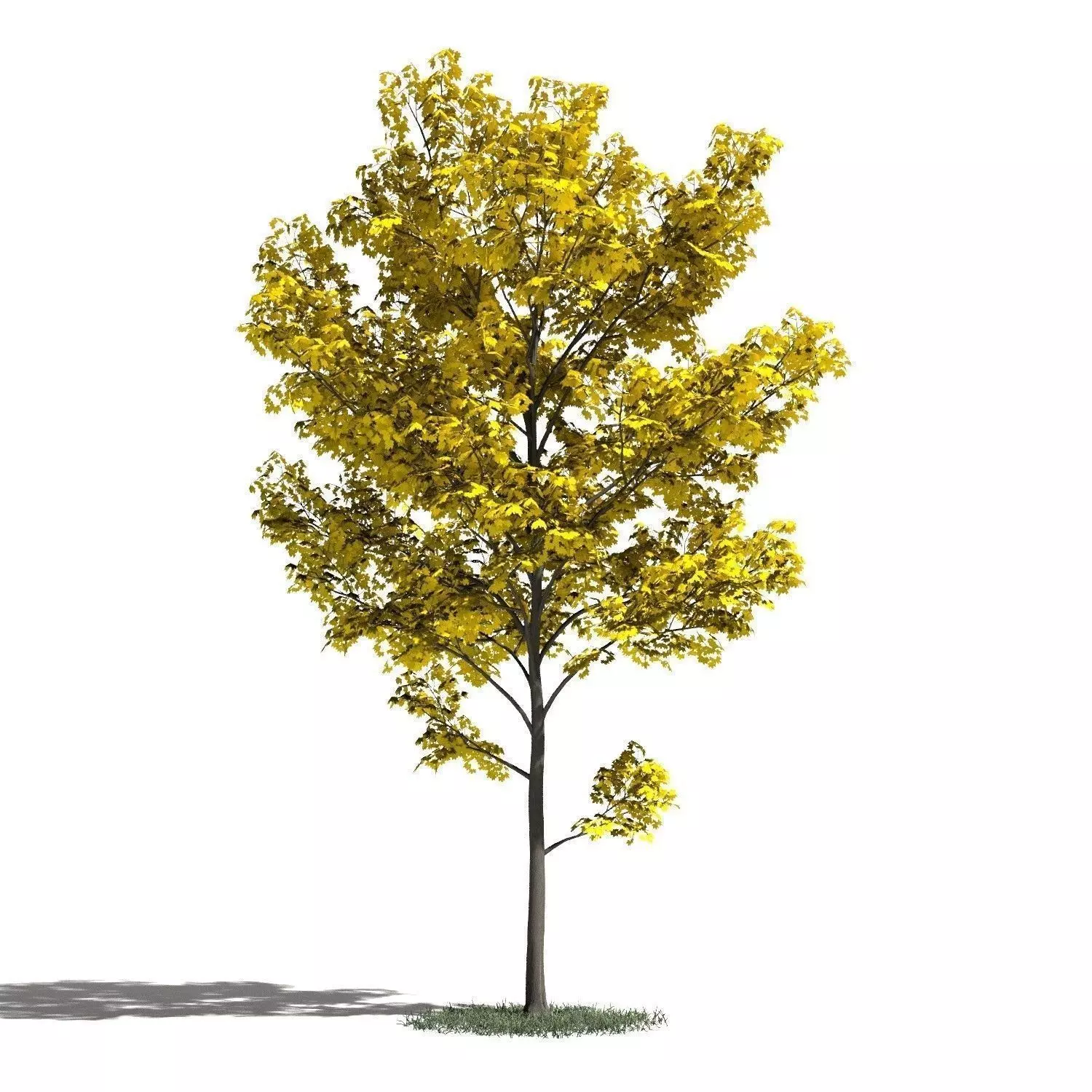 Tree 30 amb1 3D model_0