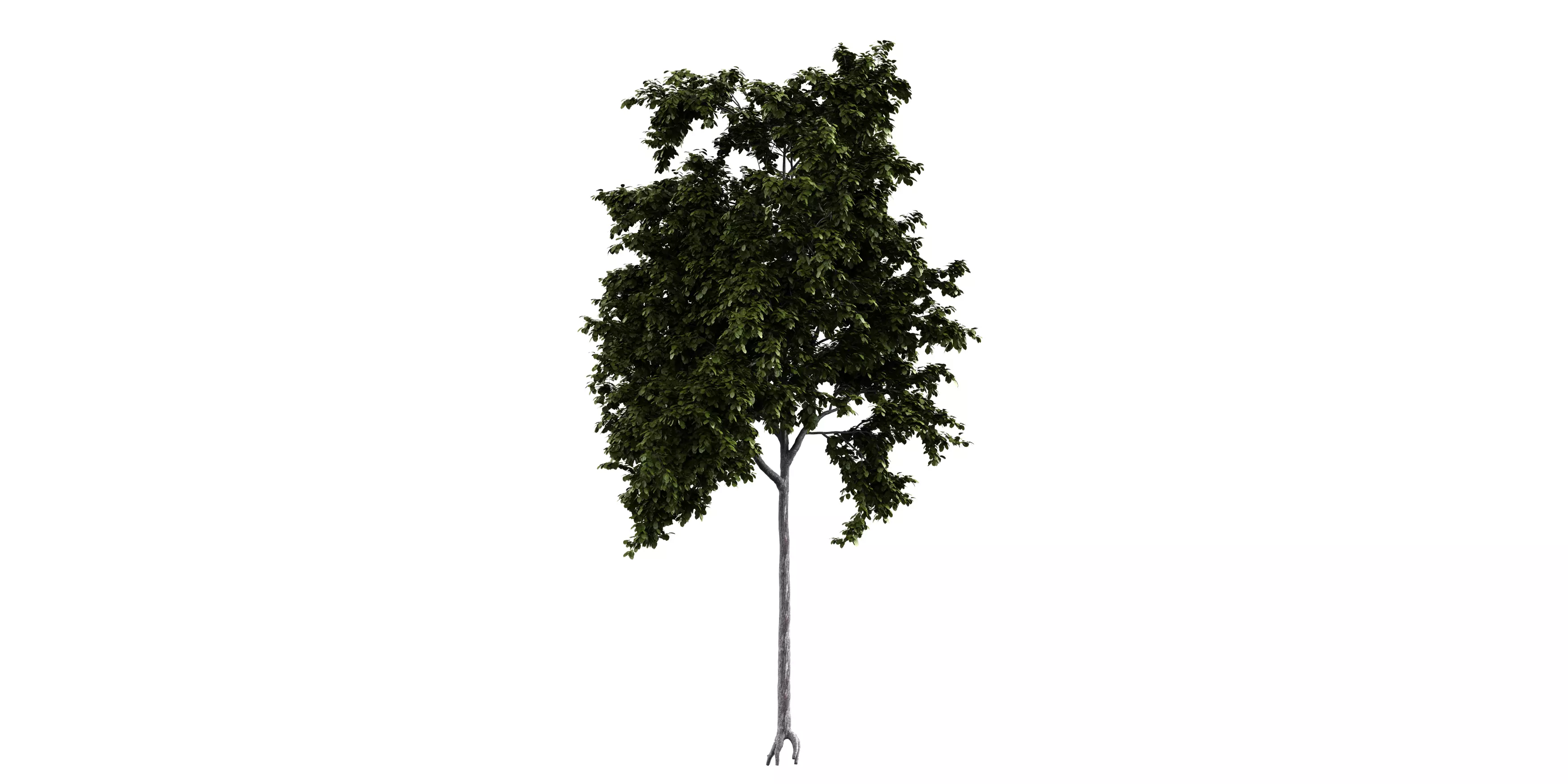 Generic Tree 12 Free 3D model_2