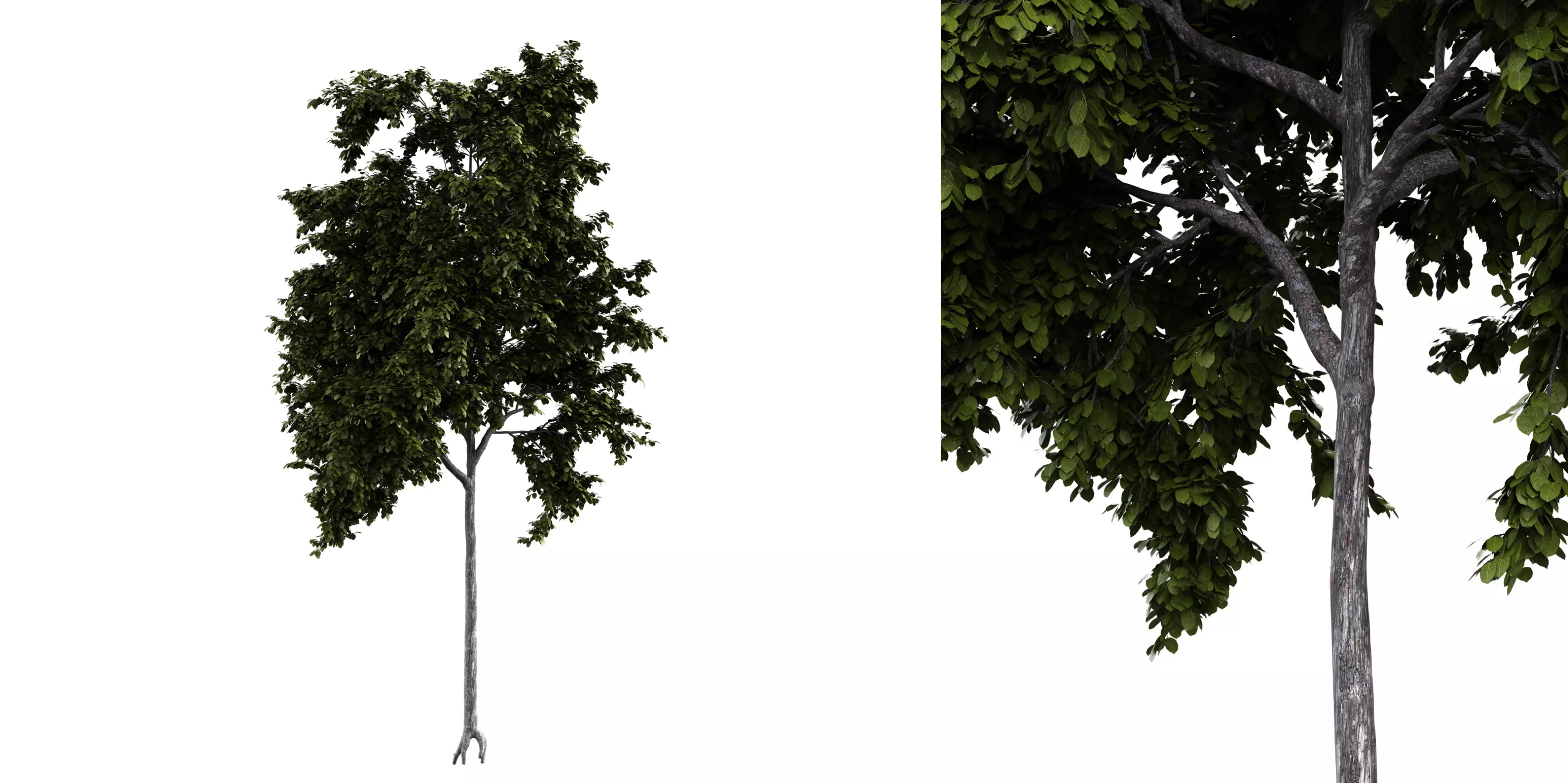 Generic Tree 12 Free 3D model_0