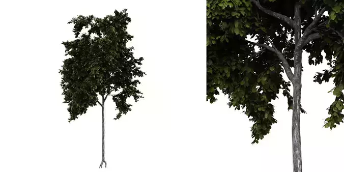 Generic Tree 12