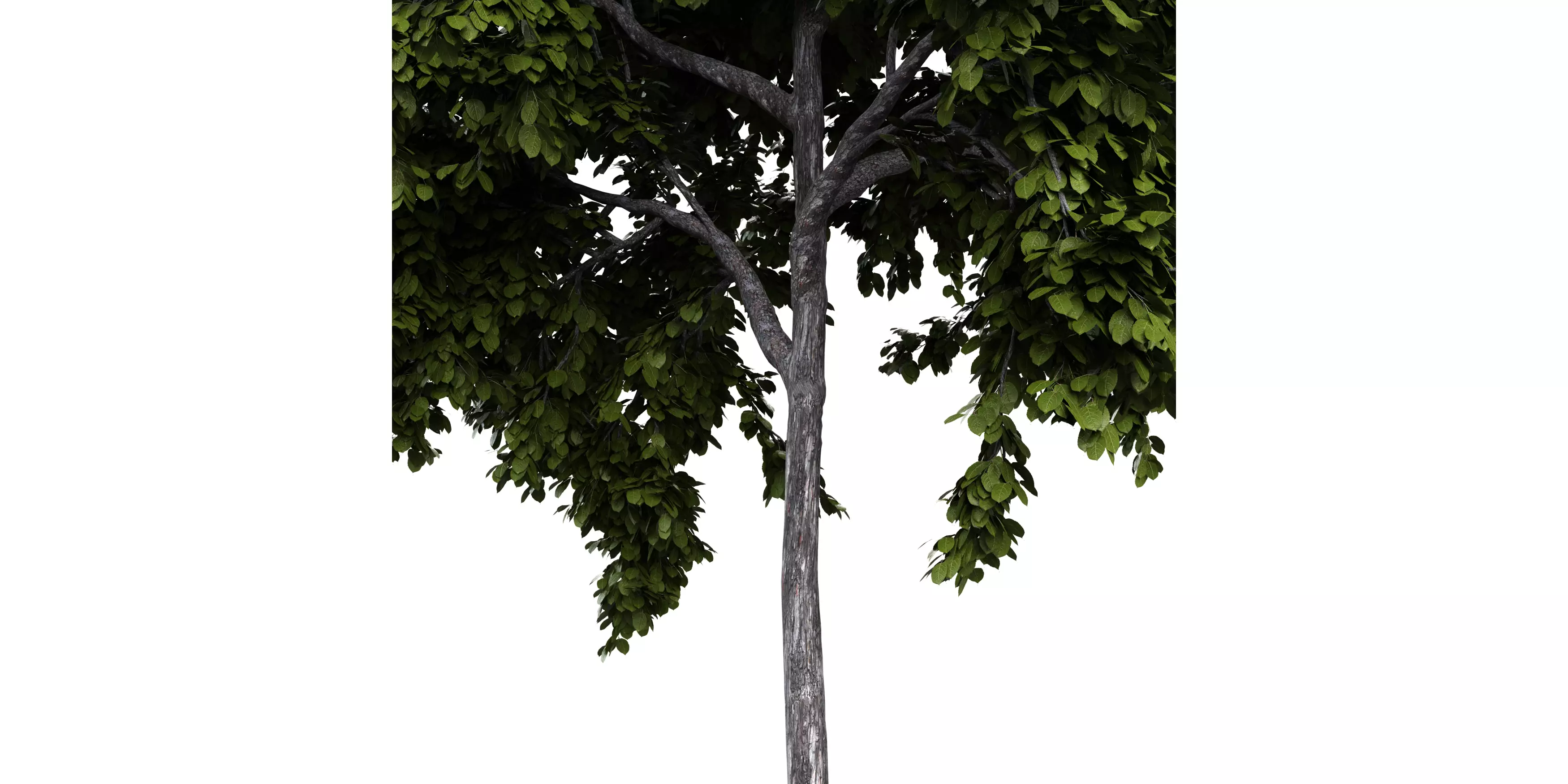 Generic Tree 12 Free 3D model_3