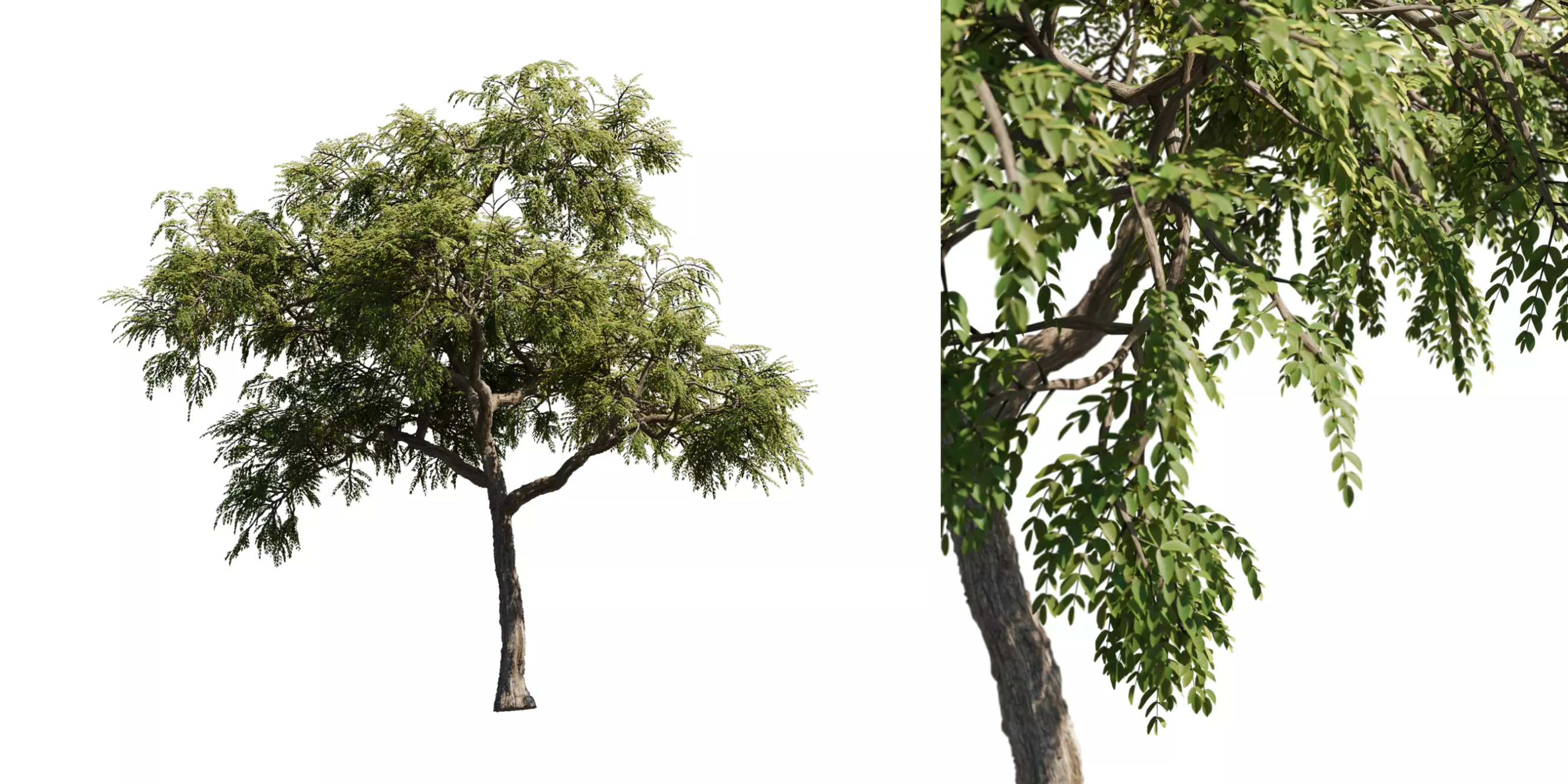 Honeylocust Tree 01 Free 3D model_0