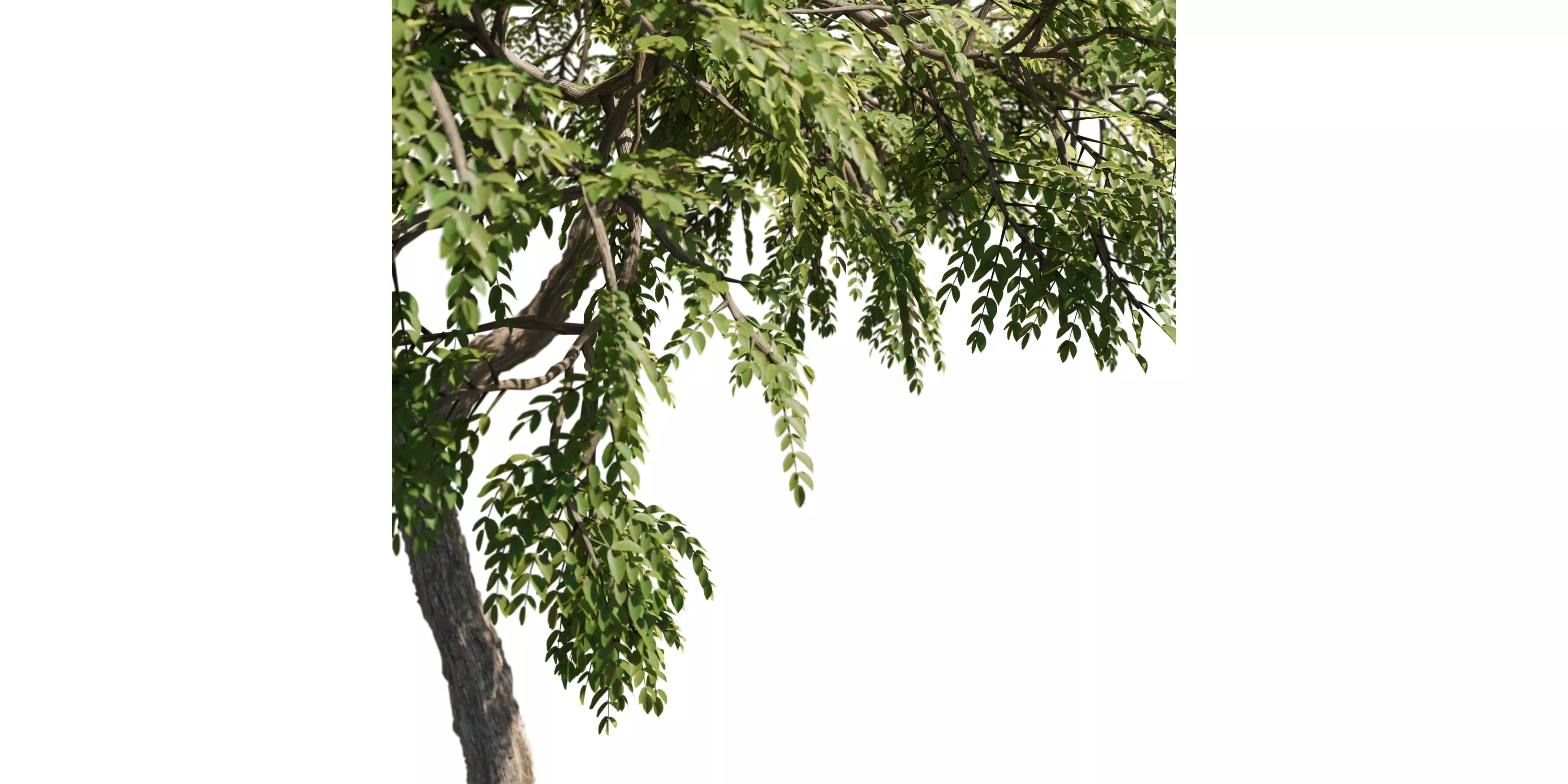Honeylocust Tree 01 Free 3D model_3