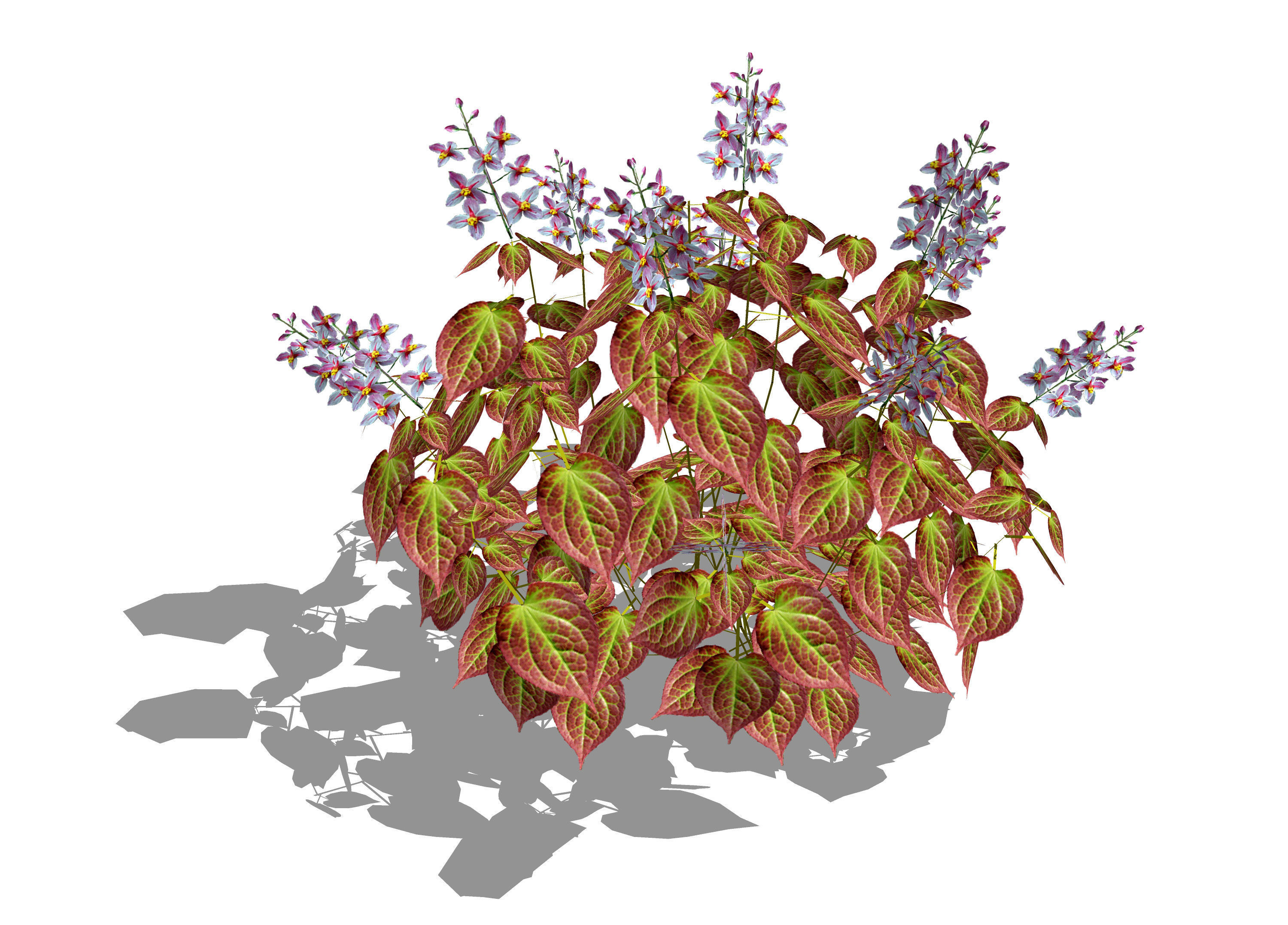 Plant Epimedium x rubrum-Barrenwort Low-poly 3D model_1