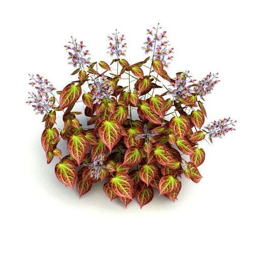 Plant Epimedium x rubrum-Barrenwort Low-poly 3D model
