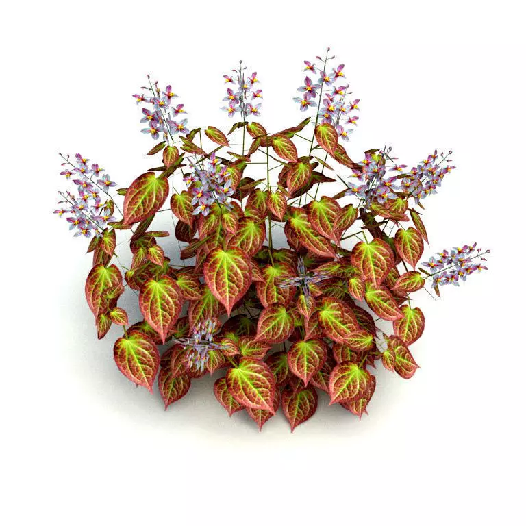 Plant Epimedium x rubrum-Barrenwort Low-poly 3D model_0