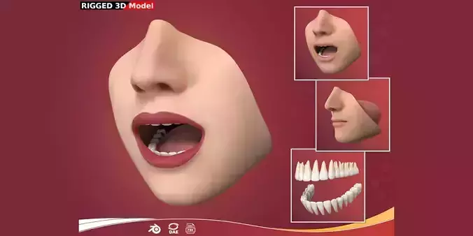 Lips Mouth Teeth Anatomy Rigged