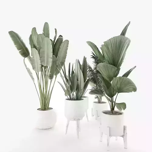 Potted Plant 3D model