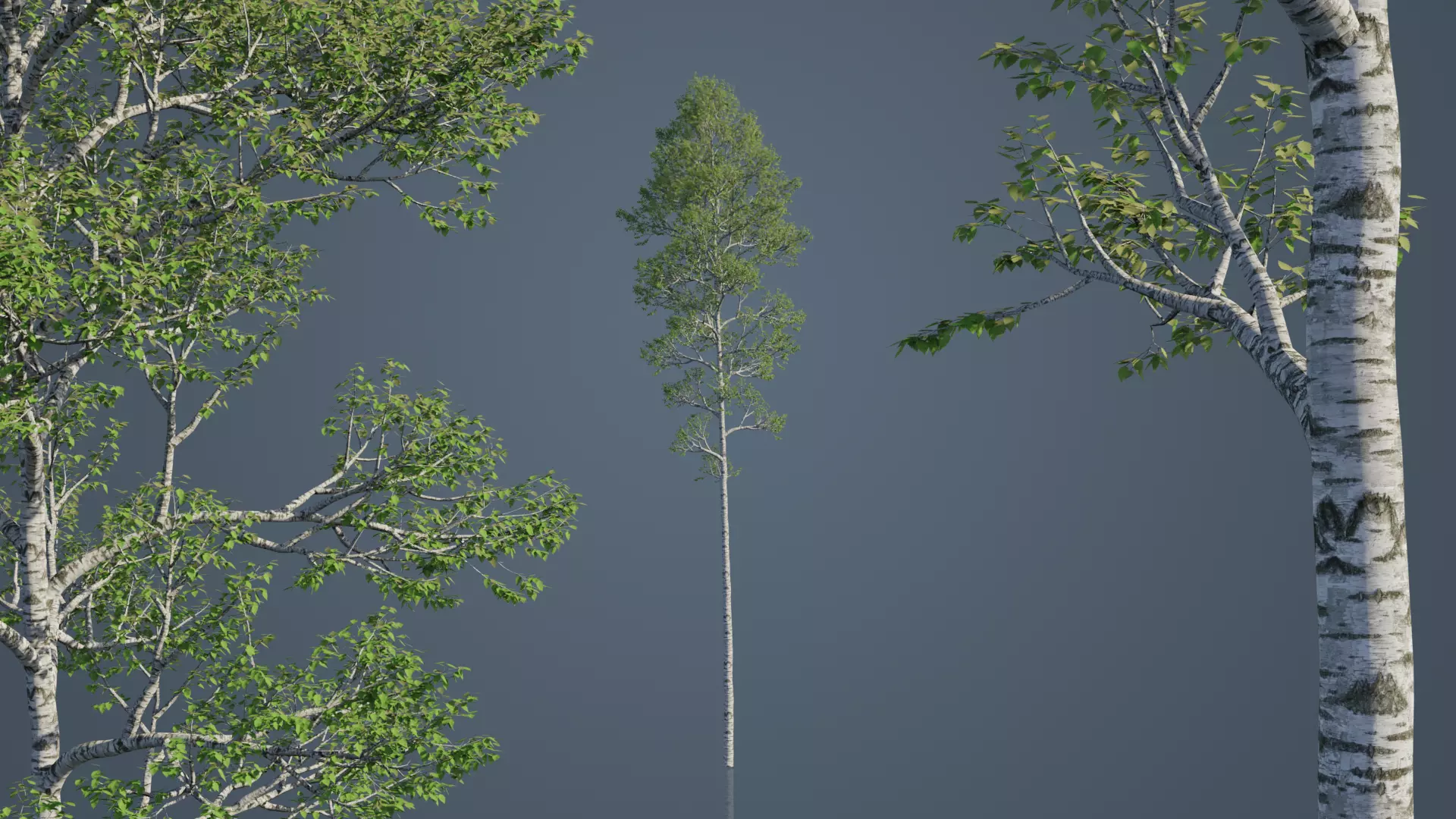 Common Birch Trees Free low-poly 3D model_2