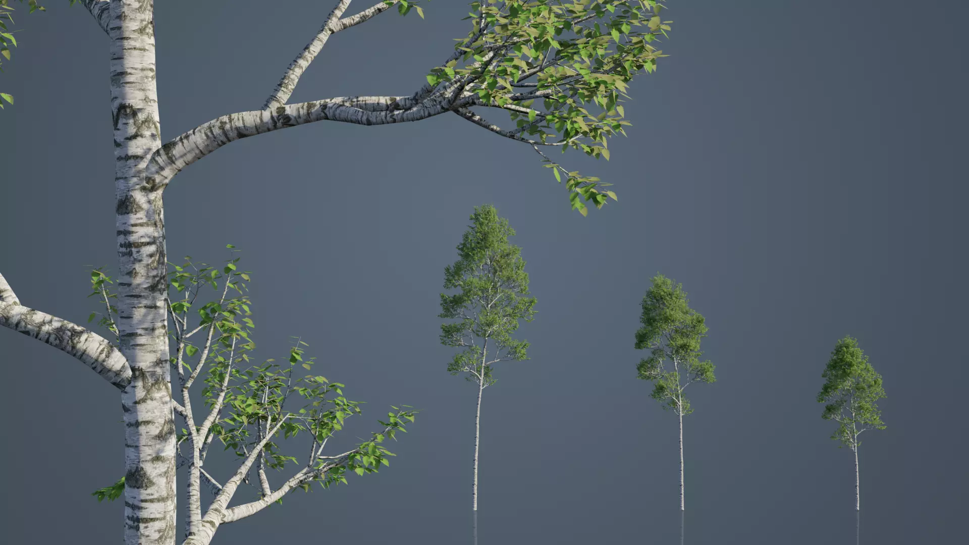 Common Birch Trees Free low-poly 3D model_3