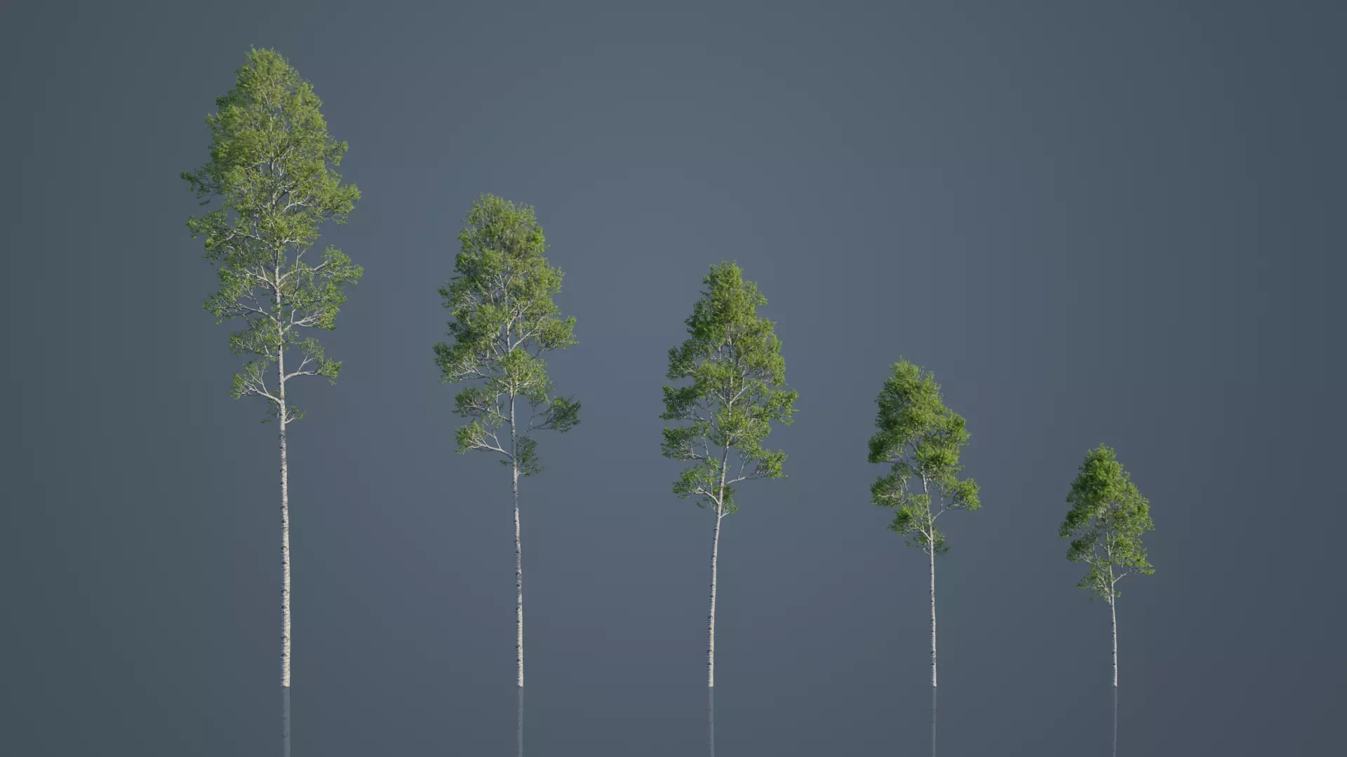 Common Birch Trees Free low-poly 3D model_1