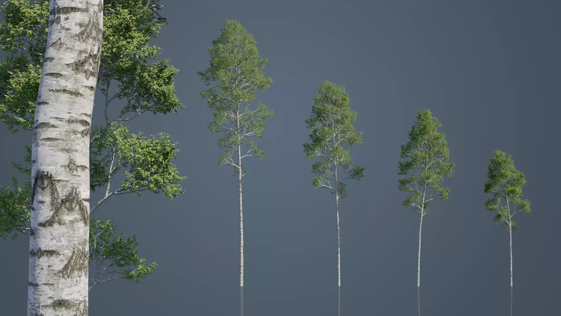 Common Birch Trees Free low-poly 3D model_0