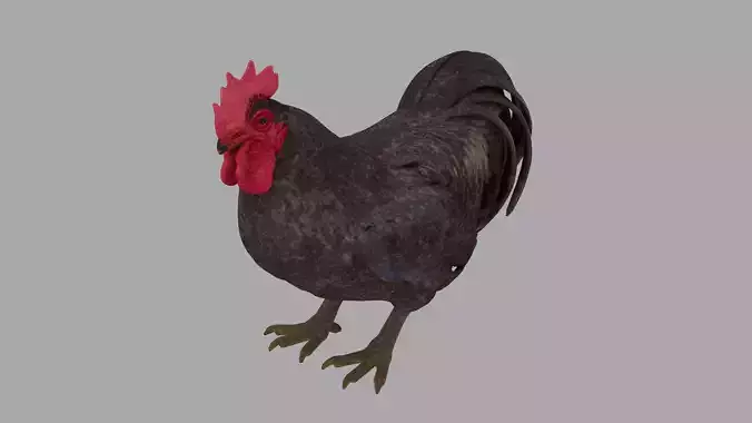 Rooster