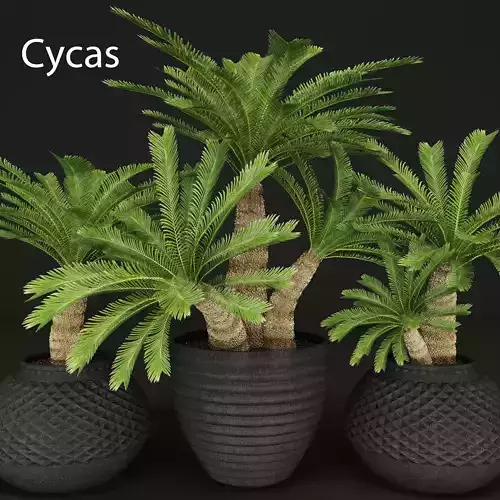 Cycas palm tree