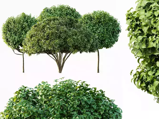 AV Catalpa Bignonioides Nana Indian Bean and Palo verde 3D model