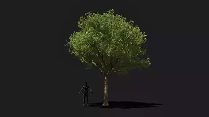 Game ready big White Oak tree