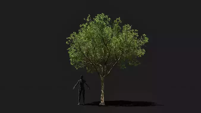 Game ready White Oak tree 3D Model