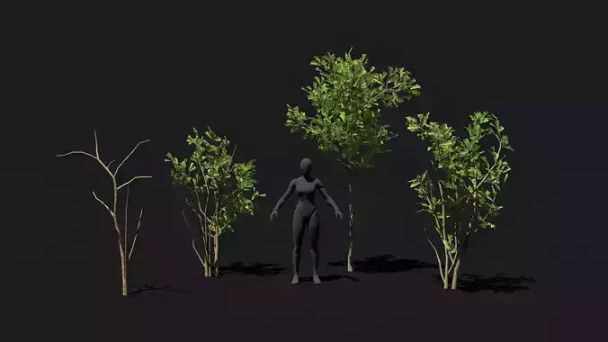 Game ready Oak Saplings