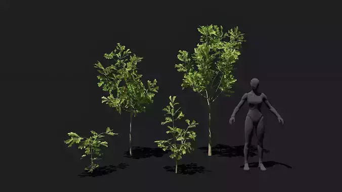 Game ready Oak Saplings