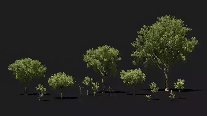 Game ready forest pack of 13 Oak trees assets