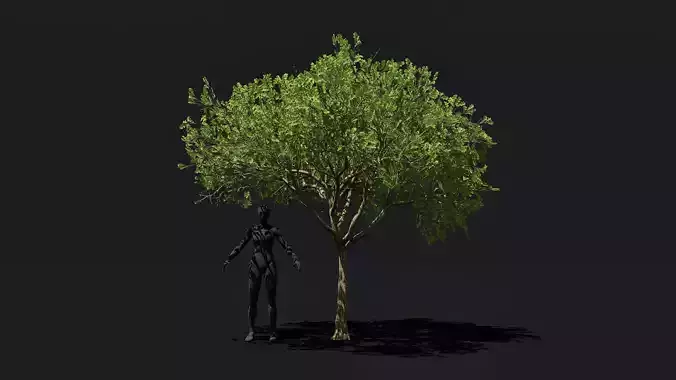 Game ready White Oak tree