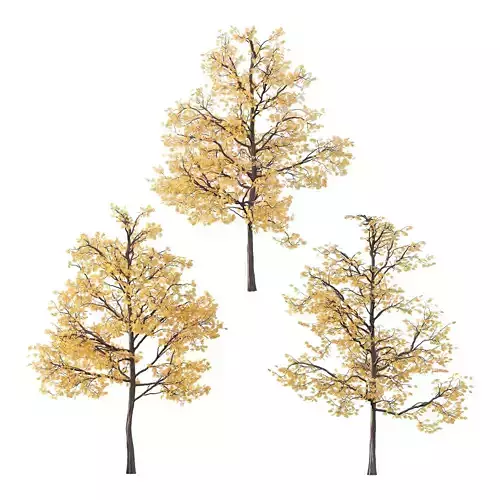 Mountain Ash Tree 01