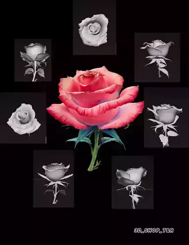 Rose Flower 3D Model