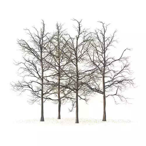 Mountain Ash Tree 02