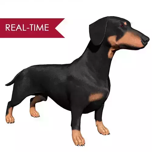 Dachshund Real-Time Low-poly 3D model