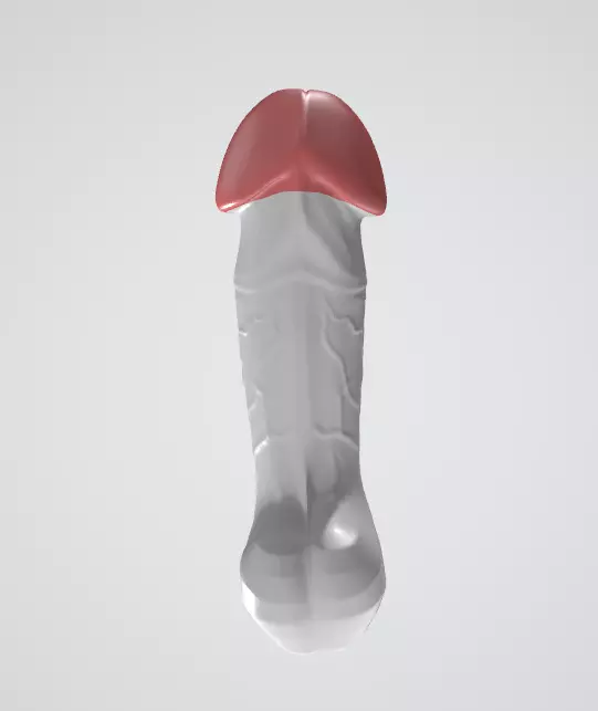 penis hard cut big glan  3D model_2
