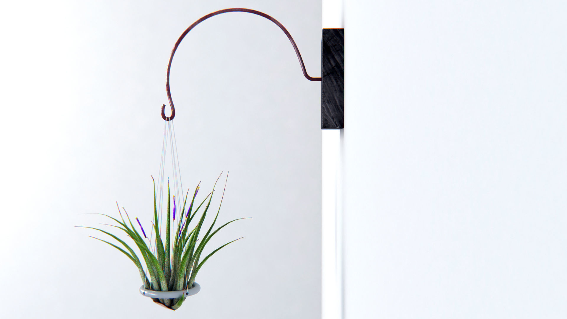 Air Plant Wall Decor 2 3D model_2