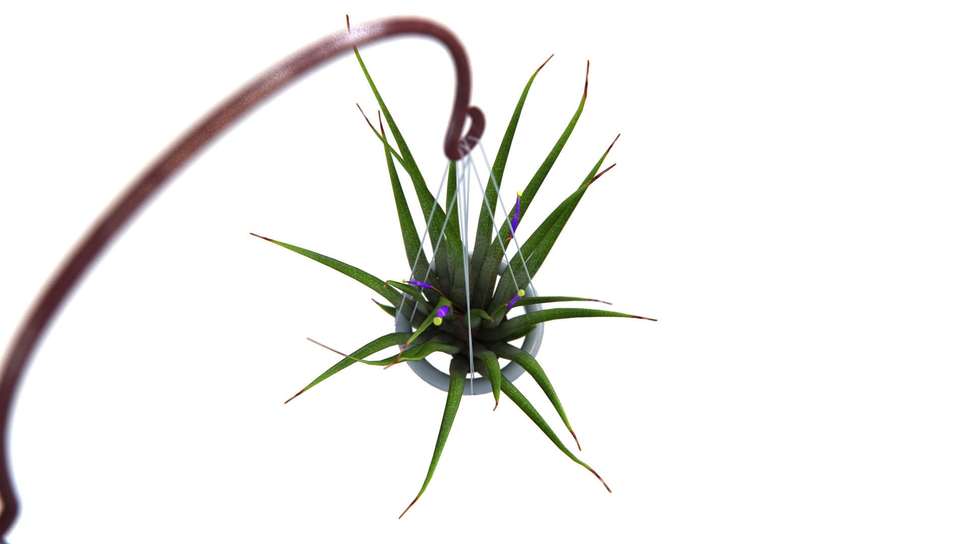 Air Plant Wall Decor 2 3D model_3