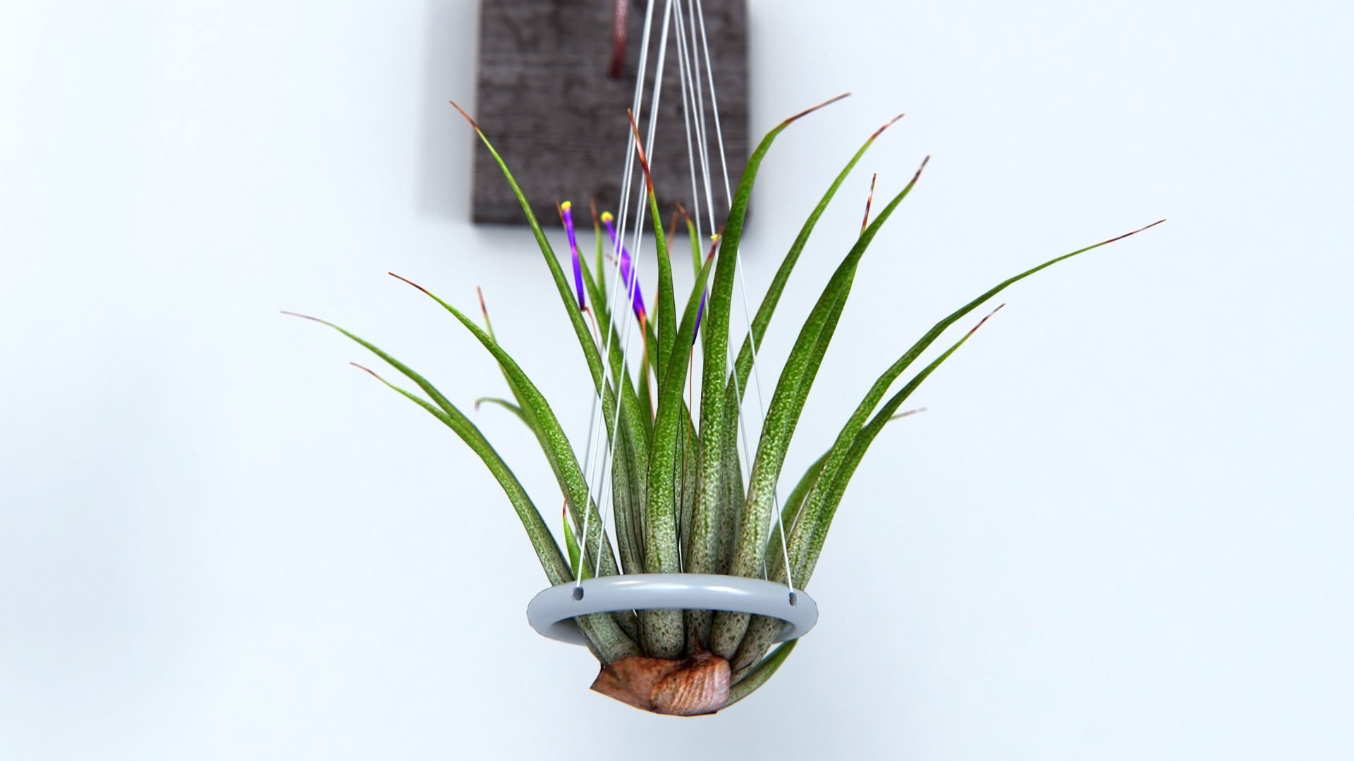Air Plant Wall Decor 2 3D model_1