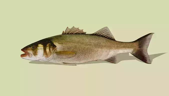 Bass fish