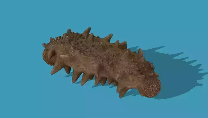 Sea cucumber