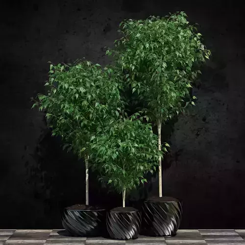 Plants collection 19 Ficus benjamina 3D model