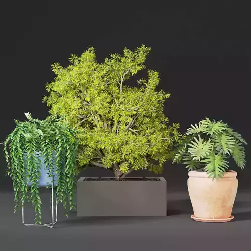 hanging plant and poted plant