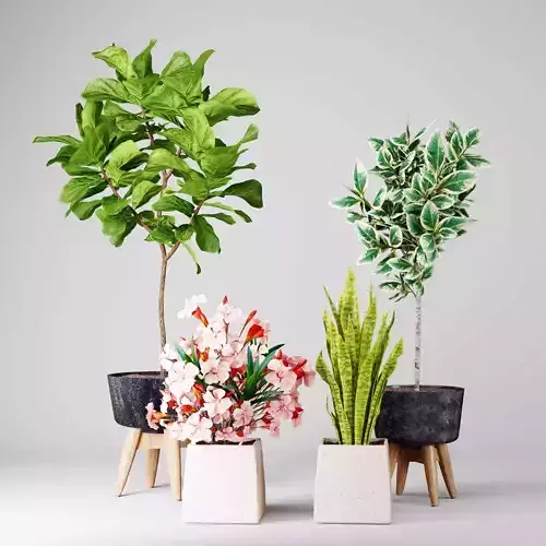 indoor plant and flower plant set