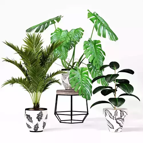 Indoor plant collection