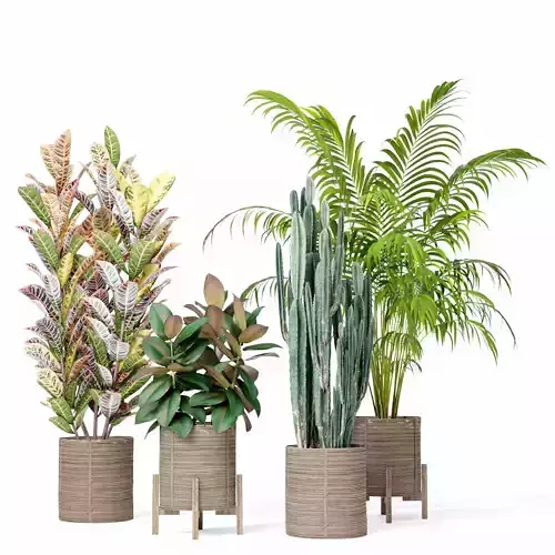indoor plant collection 01
