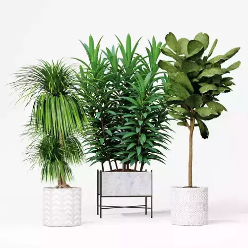 indoor plant collection 02