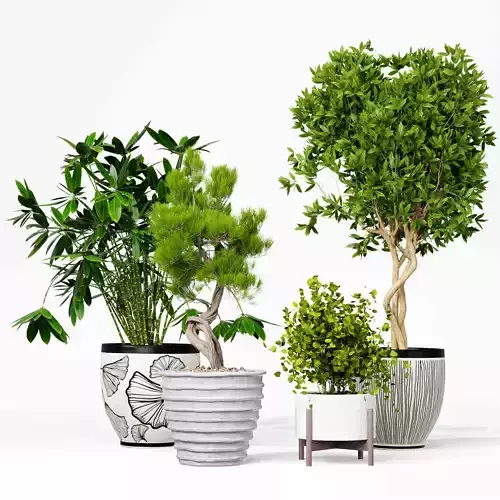 indoor plant collection 03
