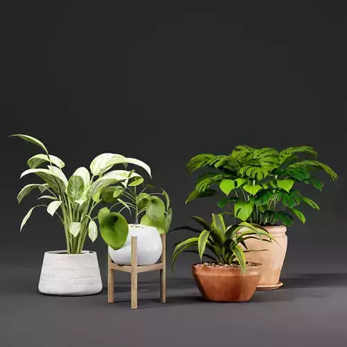 indoor plant collection 04